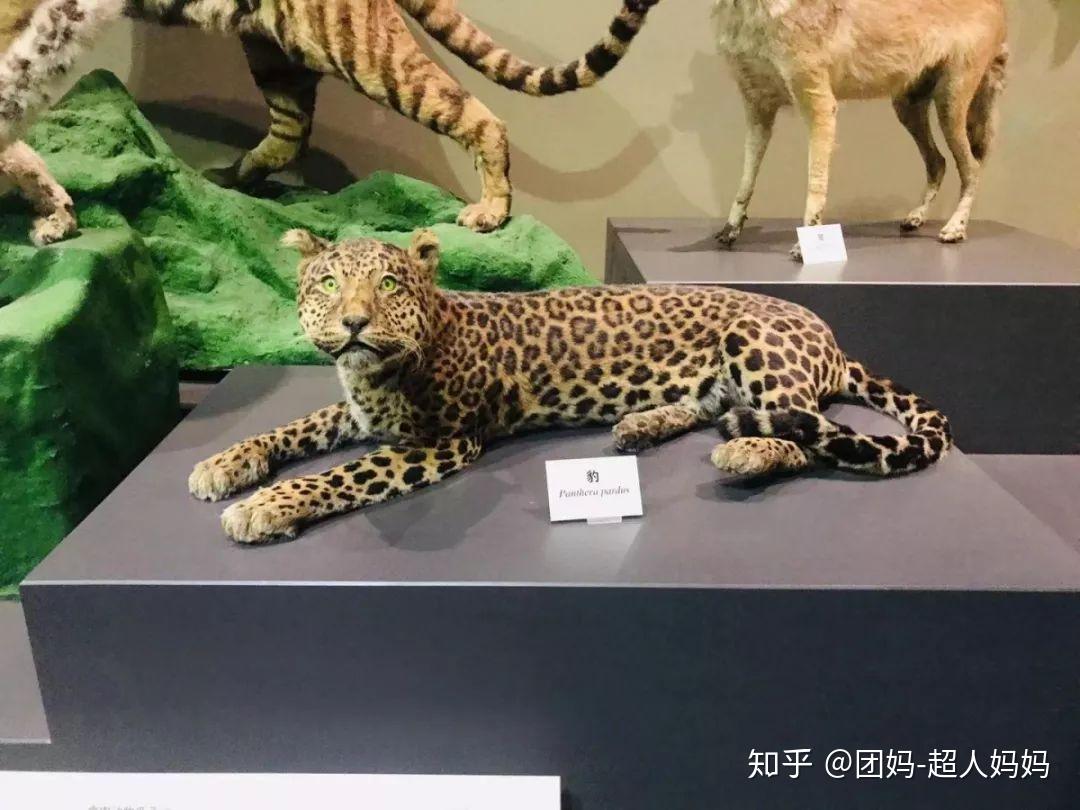 现代人类部分有很多真头骨和骨架,太小的孩子就别带过来会吓到.