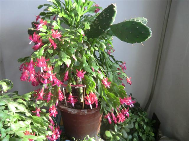 怎么养蟹爪兰会爆盆 v2-ce68da18f23c110f06be865b1641bb66_1440w.jpg?source=172ae18b