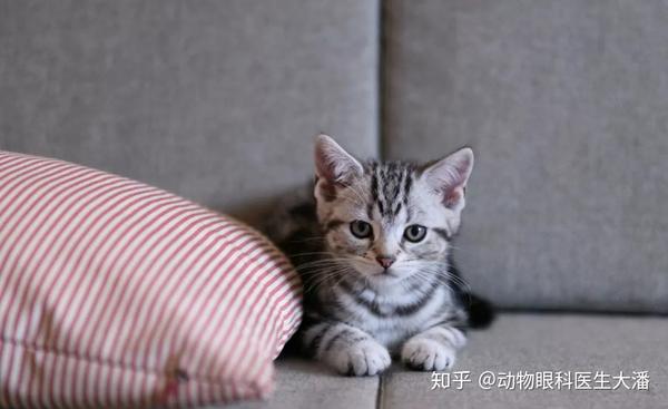 猫咪角膜穿孔 省下6000元的手术费用他不香吗 知乎