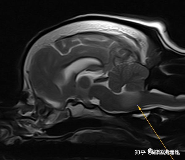 1分钟读懂前庭综合征（Vestibular disease） - 知乎