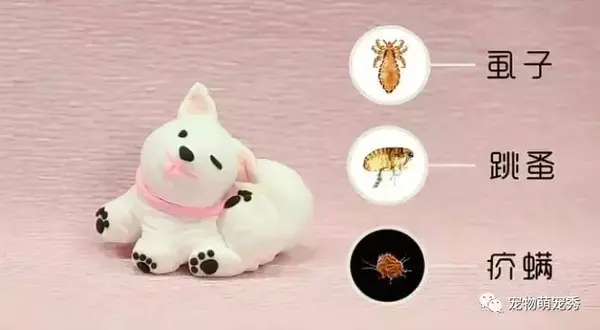 狗狗有寄生虫的10大症状 宠物狗狗应该多久体内体外驱虫一次 知乎