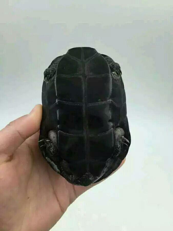 有哪些好看的可以饲养的宠物龟品种 ?