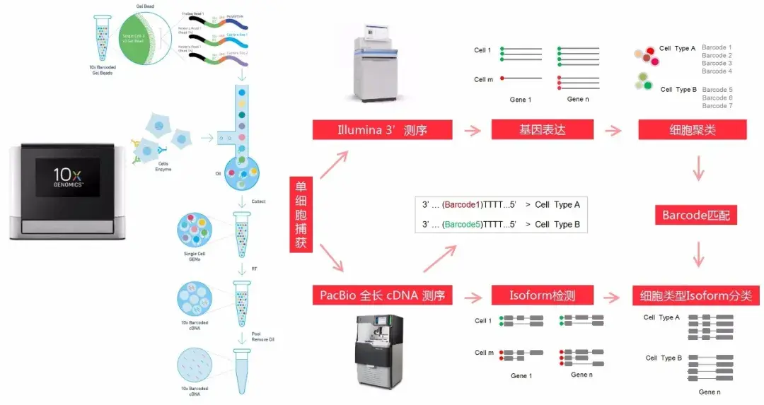 10x-genomics