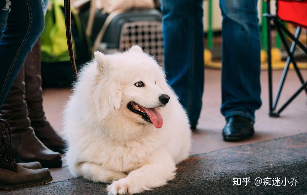 温柔又乖巧的中大型犬大盘点你最喜欢哪一种