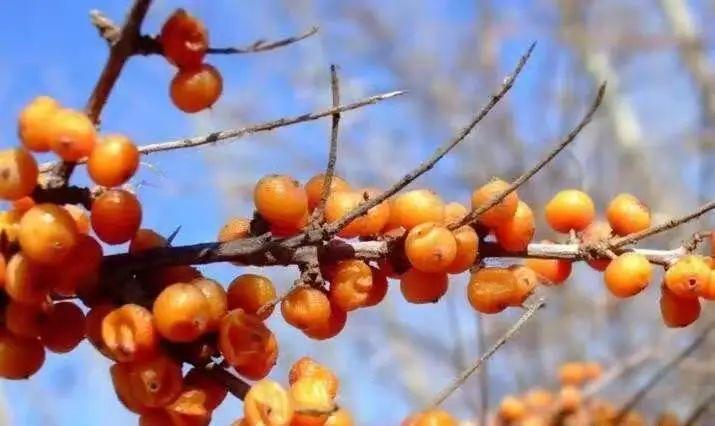 打卡阿勒泰青河金豆豆绝不能忽视的特产