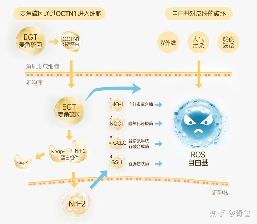 请教一下雨果九三年的译本哪个比较好 知乎