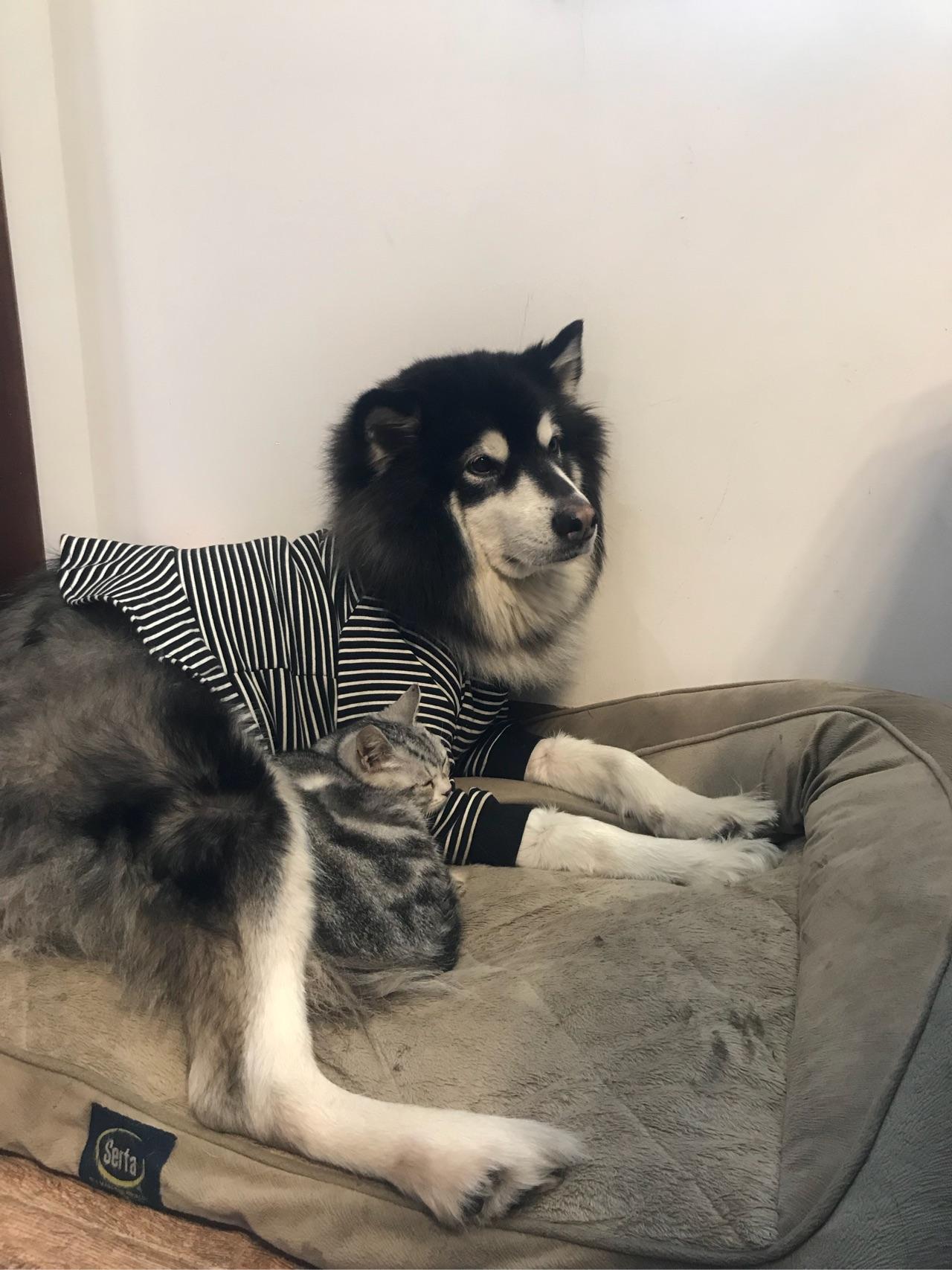 猫狗一起养是种怎样的体验?