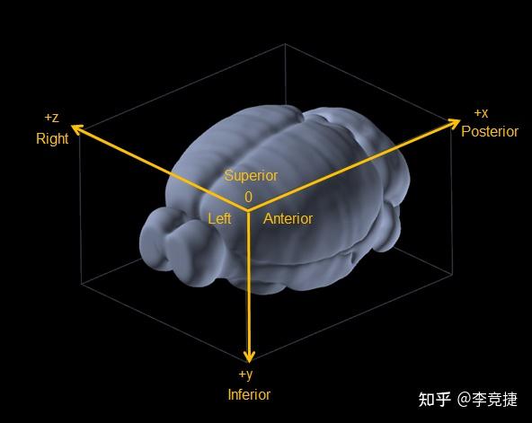 大规模神经记录后的全脑重建 - 知乎