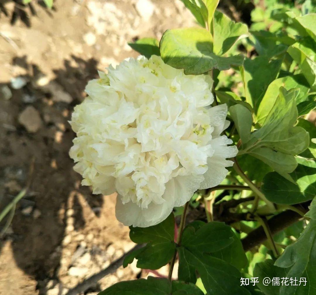 观赏牡丹品种介绍黄翠羽牡丹