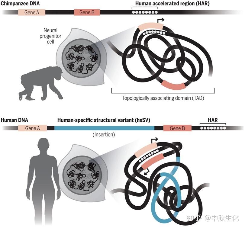 Science：揭示人类加速进化区发生的结构变异导致人类基因组折叠方式不同于其他灵长类动物 - 知乎