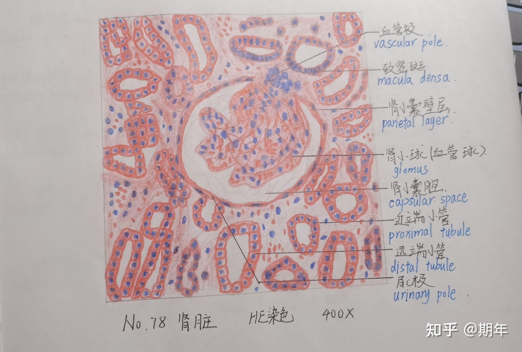 肾组胚红蓝铅笔绘图图片