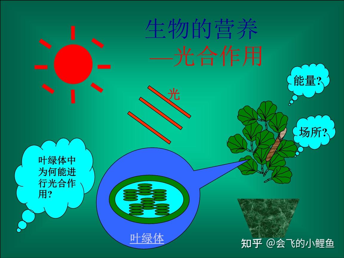 光合作用 - 知乎