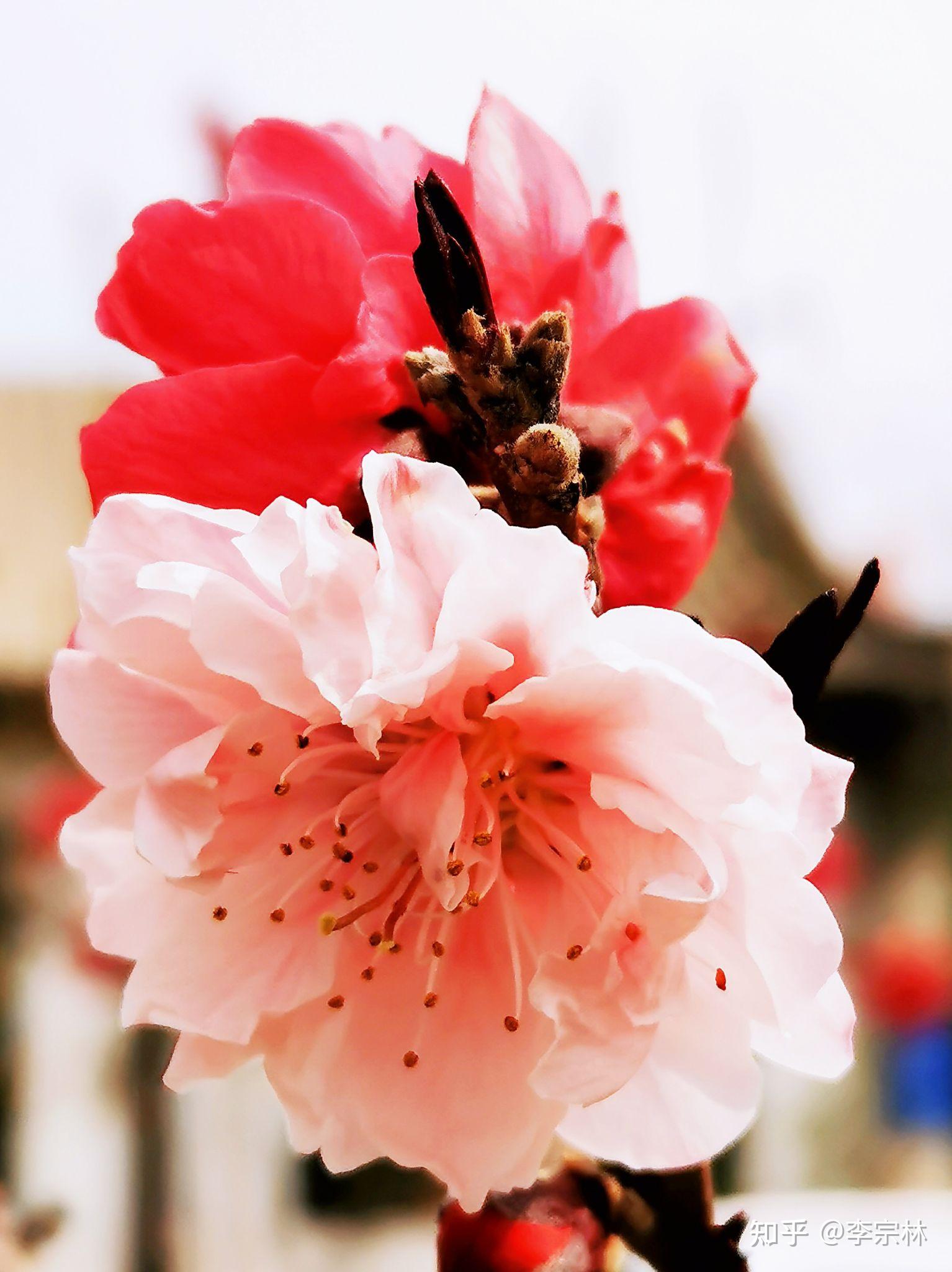 仁寿山桃花盛开的地方