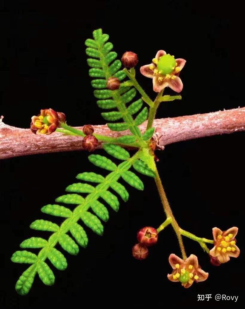 块根播种指南之operculicaryahyphaenoides织冠漆树