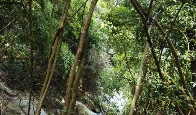 是一种上好的天然编织材料似蔑而非蔑,故称藤蔑其外皮色泽光润手感