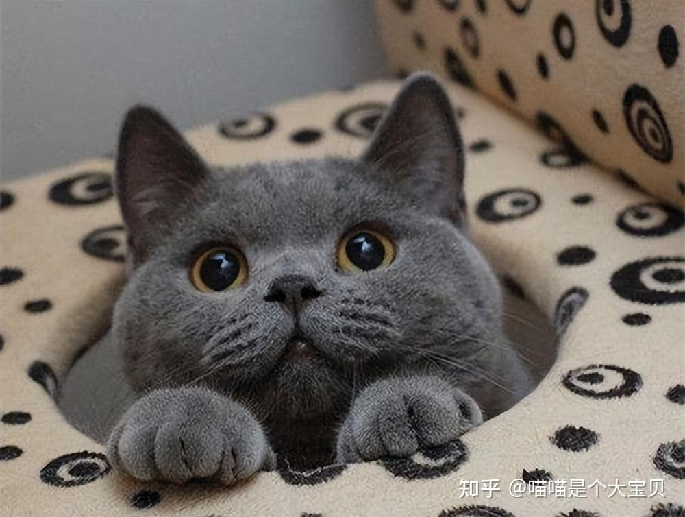 这四种“蠢猫”，一个比一个傻，你家主子入围了吗？ - 知乎