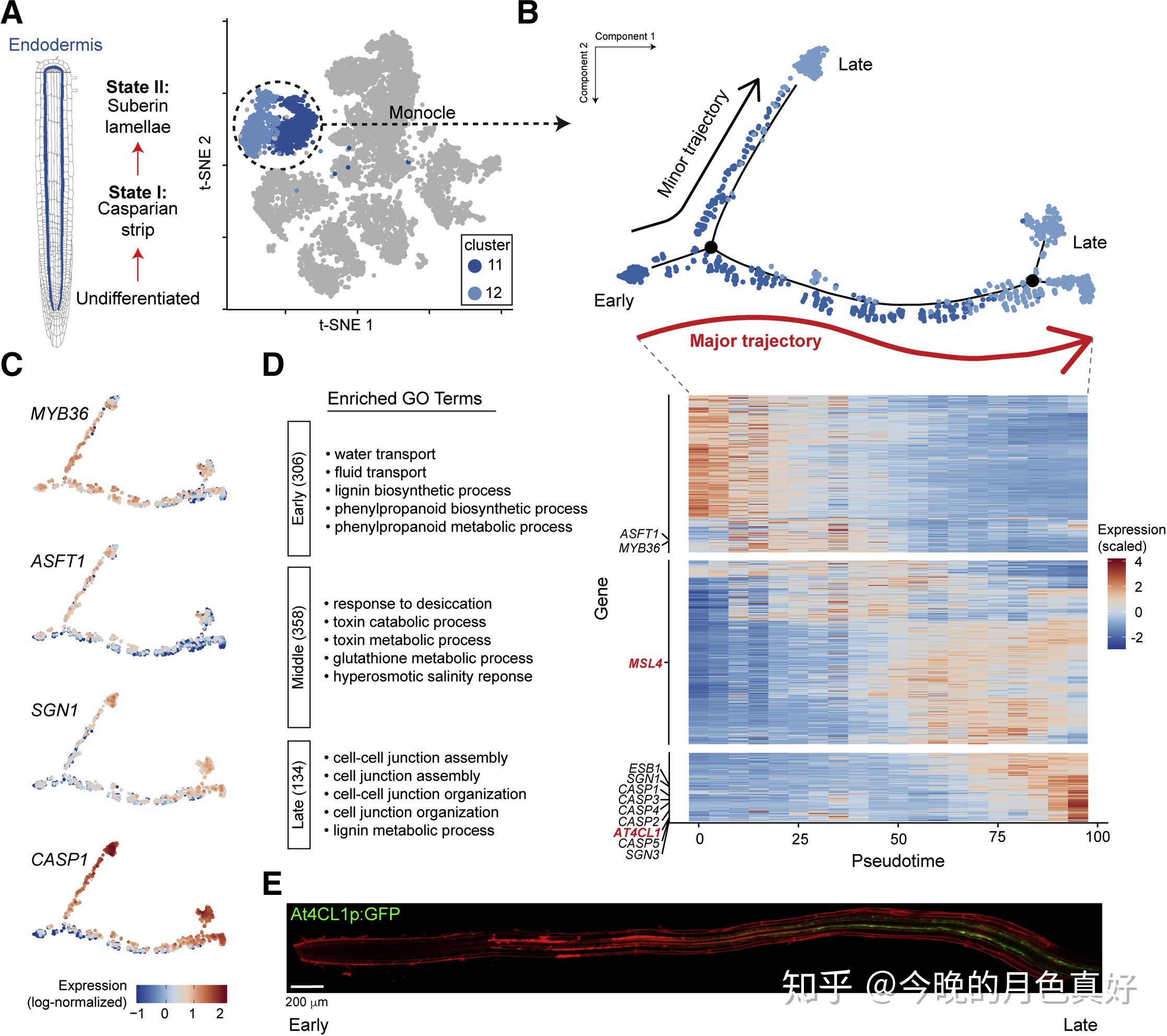 transcriptional dynamics of endodermis developmentdrop seq,细胞