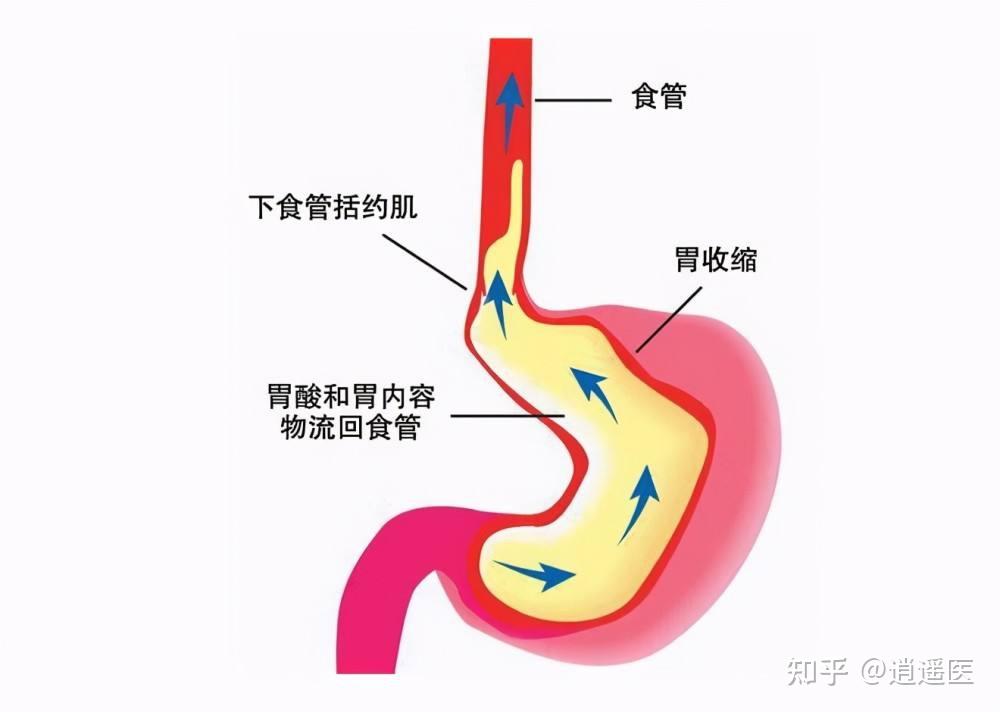 剑突和胃位置结构图片图片