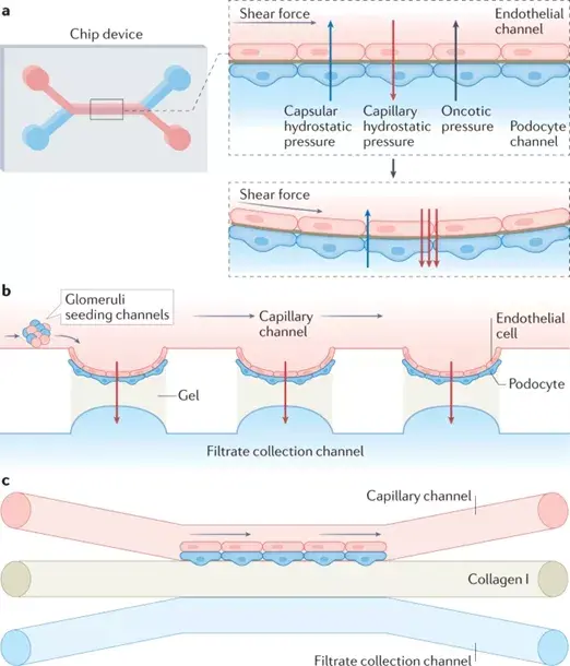 《Nature子刊》哈佛医学院Yu Shrike Zhang：水凝胶用于肾小球的仿生模型！ 知乎