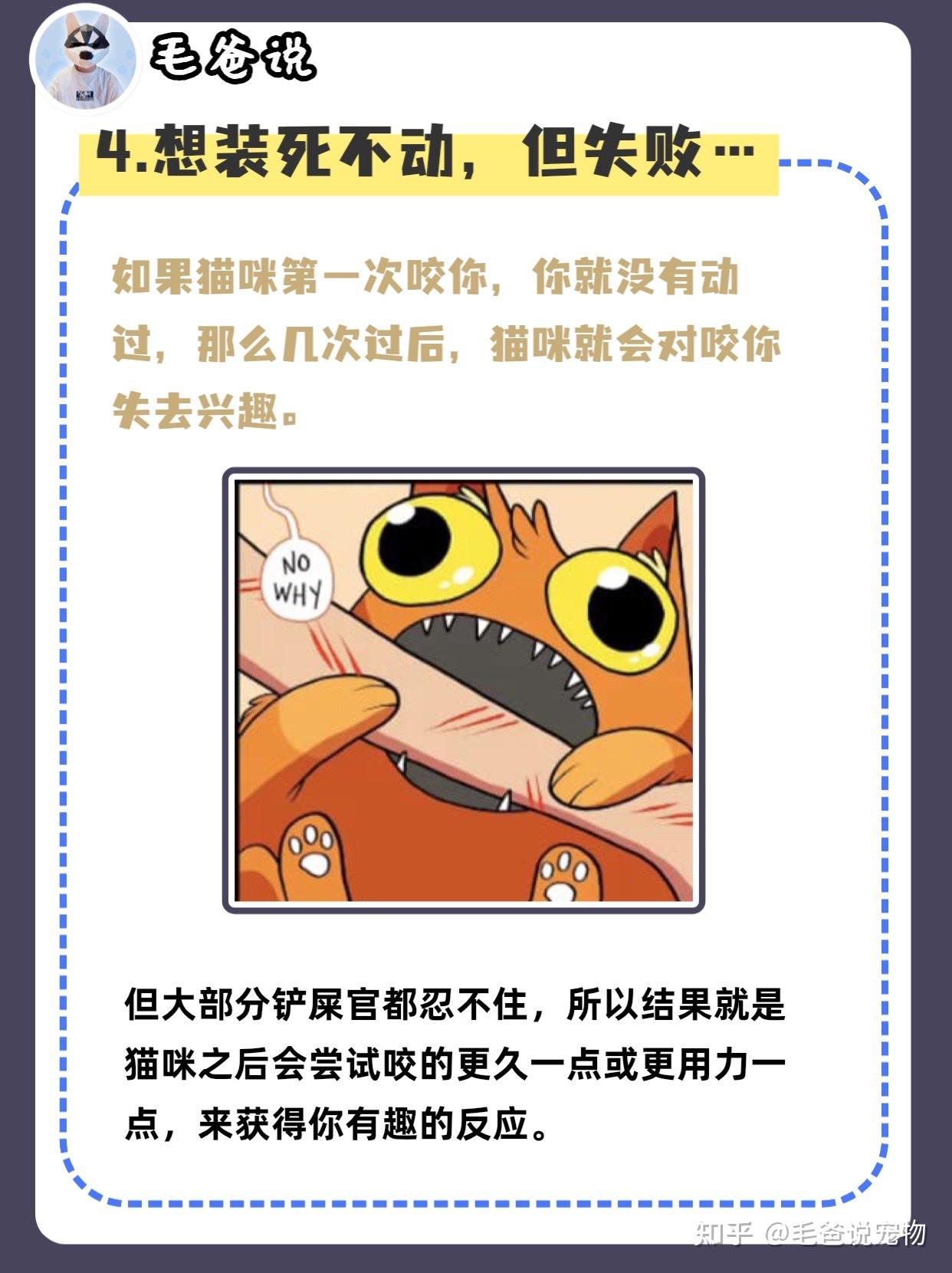 如果做这些动作，猫咪咬人会更上瘾? - 知乎
