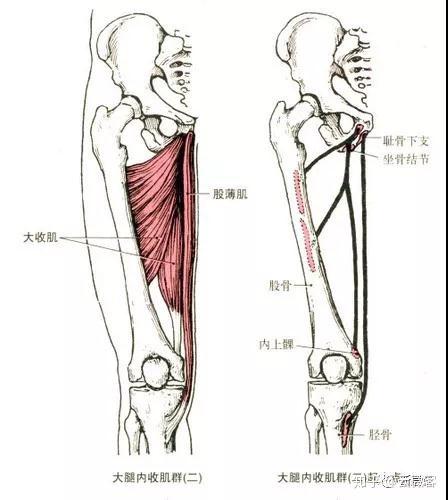 大腿内收肌——盆底问题,针刺要扎三阴交,手法要选内收 
