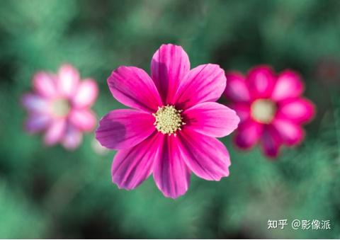 不藏了!4种0门槛拍花技巧,春日出游赏花霸屏就用它 - 知乎