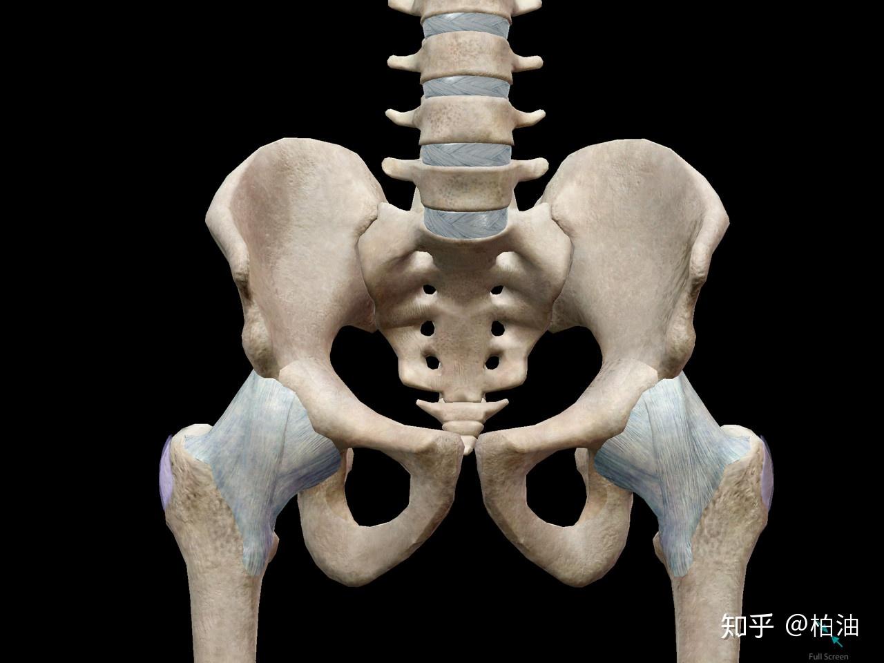 教你看懂自己骨盆问题的X光片分析 - 知乎