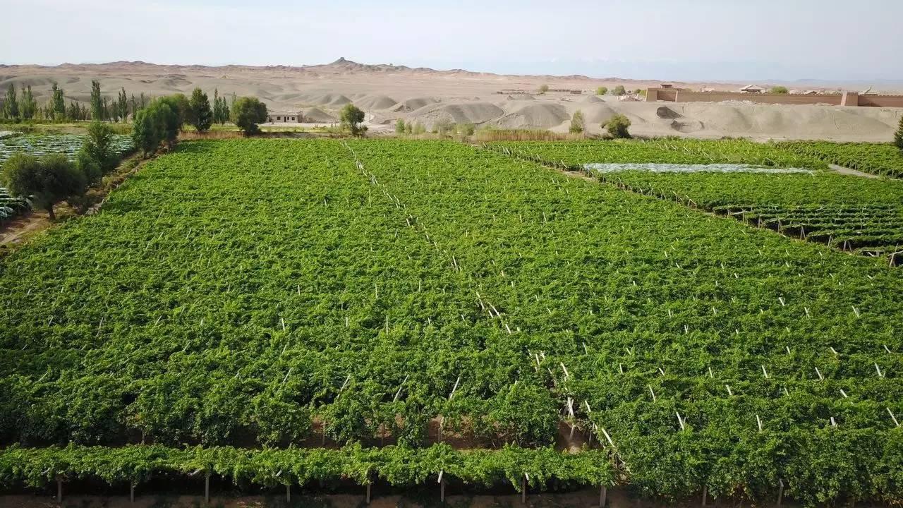 环境保护之殇万亩防护林遭剃头式砍伐乾合环境带你了解阳关林场的前世