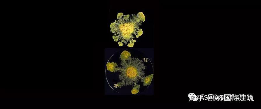 分类:多头绒泡菌(physarum polycephalum)是一种原生质体细菌,现在