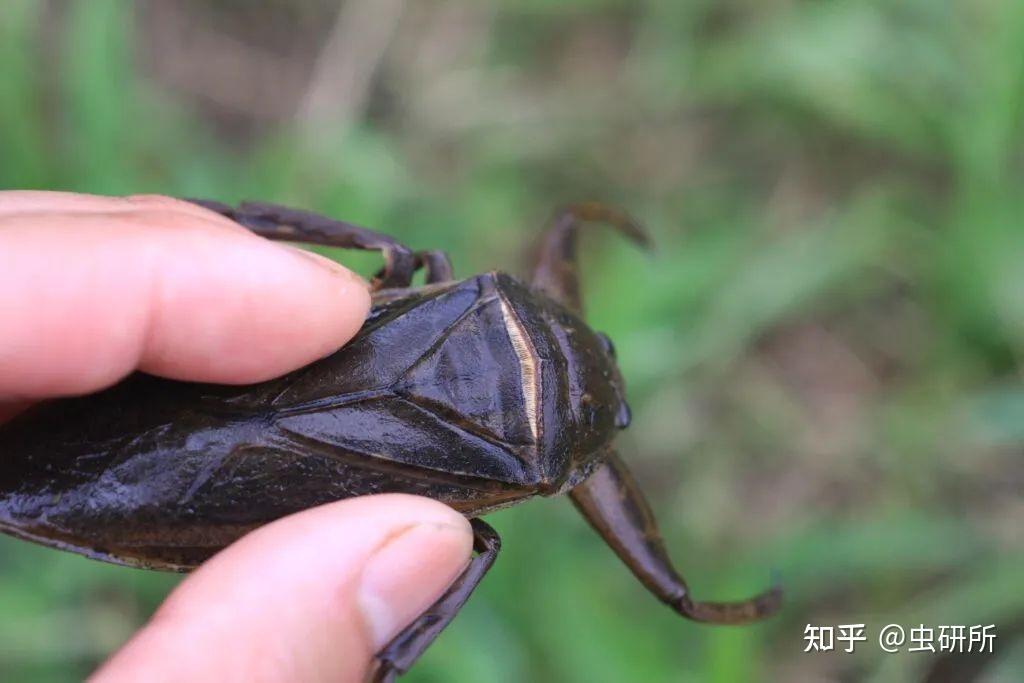 田鱉(kirkaldyia deyrollei),是半翅目負子蝽科的昆蟲,也叫作大田鱉