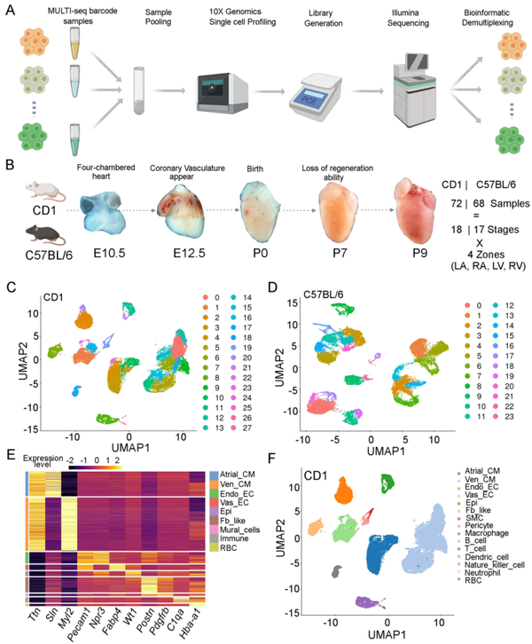 Nat Commun｜胚胎及新生儿期小鼠心脏单细胞转录组图谱 - 知乎