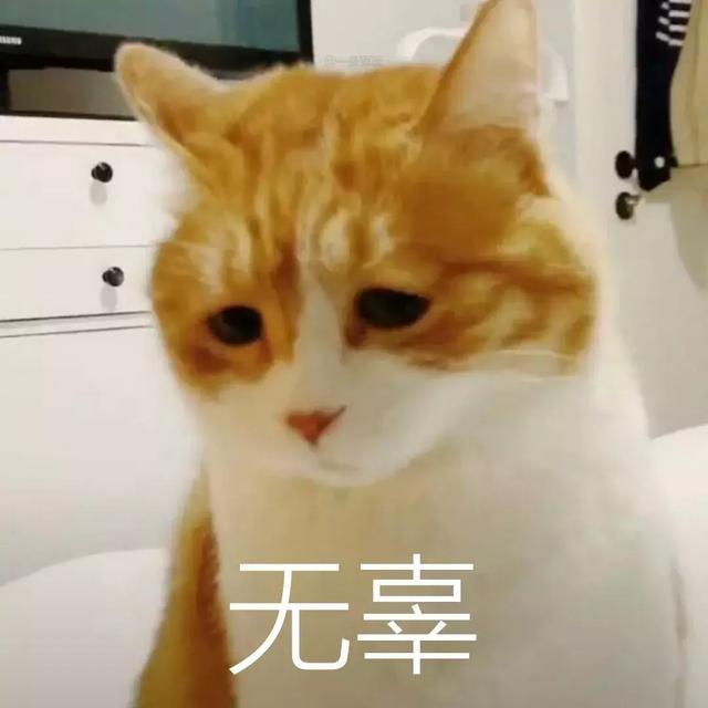 叮咚!一堆网红猫的简历正向你投来 - 知乎
