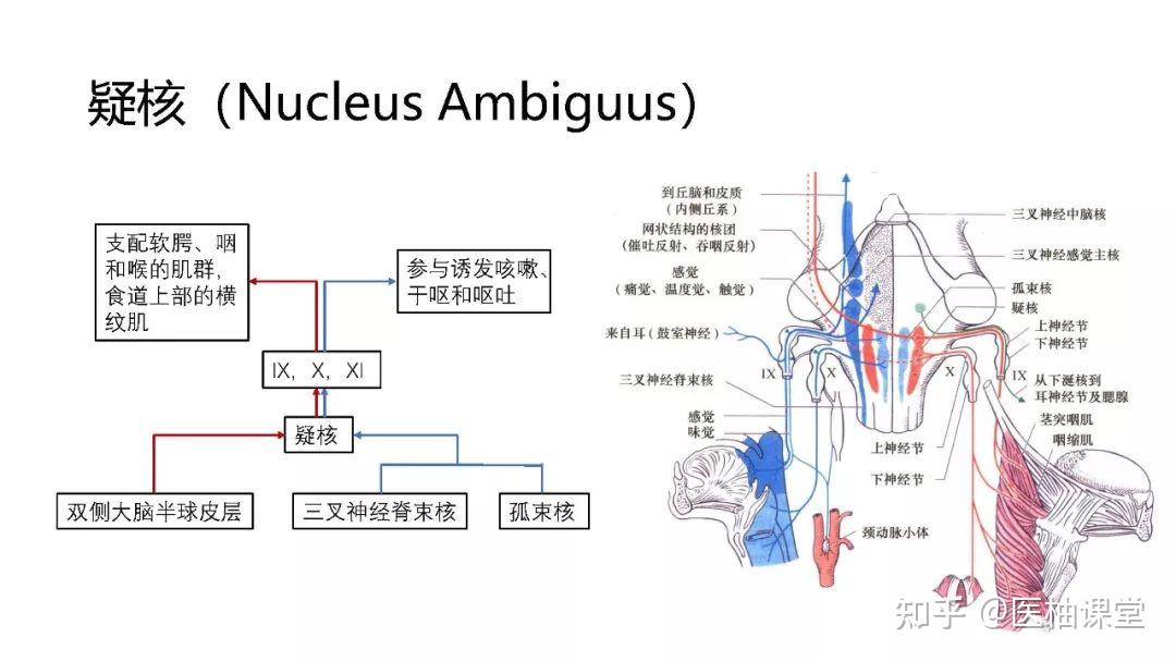 脑干的解剖和综合症 - 知乎