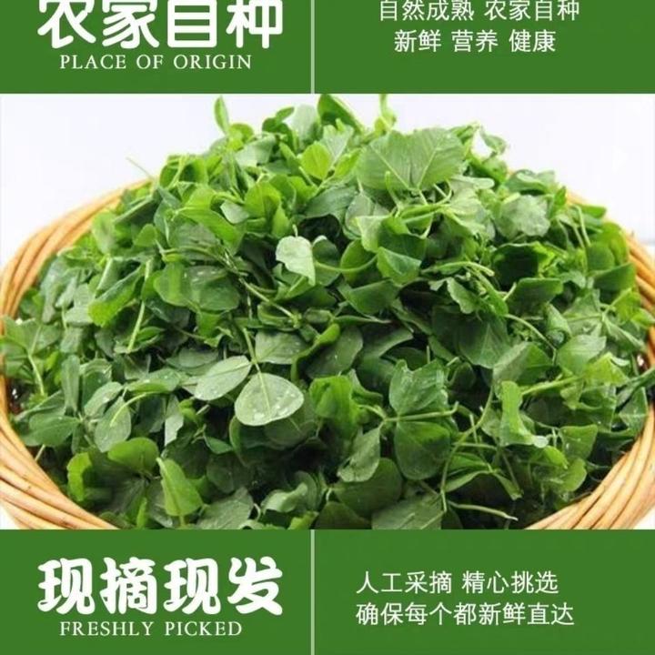 中国野菜全集 一 知乎 中国野菜全集 一 知乎