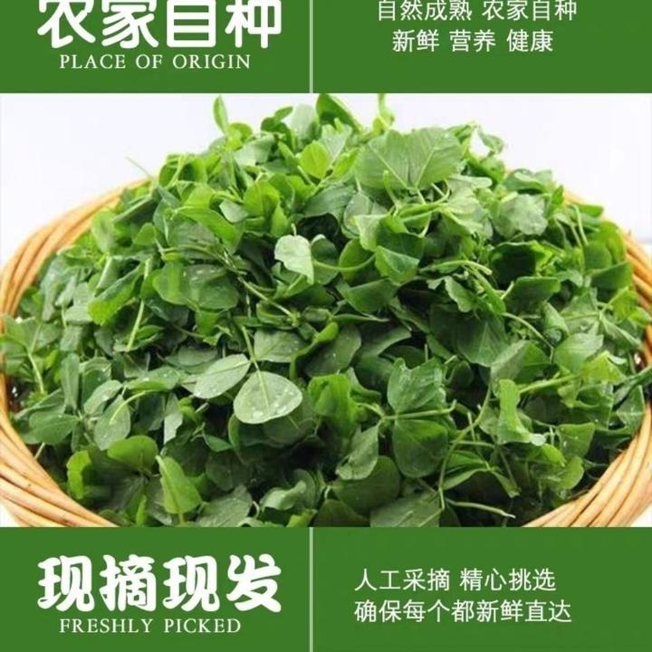 中国野菜全集 一 知乎