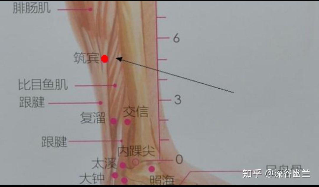 胫骨后肌激痛点图片