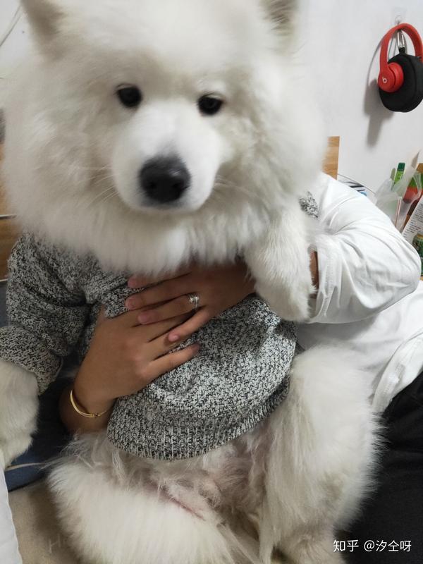 哪些时候有让你想掐死你家狗子的冲动?