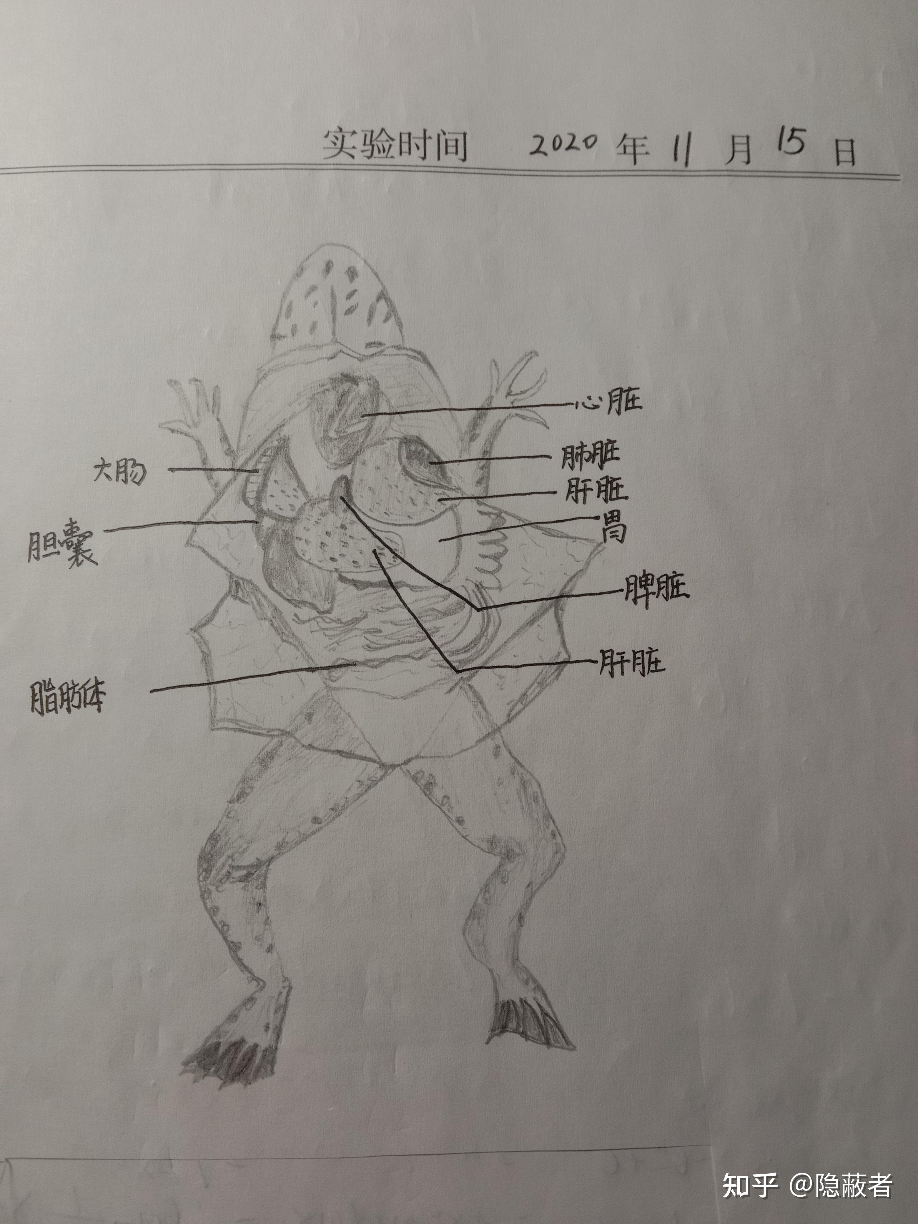 普通生物学牛蛙解剖图