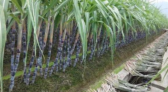 甘蔗的种植方法 v2-cf21e4b81cedc172520a461903618e58_1440w.jpg?source=172ae18b
