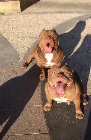 复杂多变的狗舌头 发黑 有黑斑难道是 疾病 信号 今日揭晓狗狗舌头的秘密 知乎