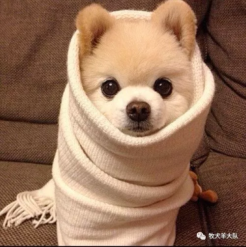 便宜实用小狗衣服 v2-cf2be2378036432e5fdeaf75d08c1189_r.jpg