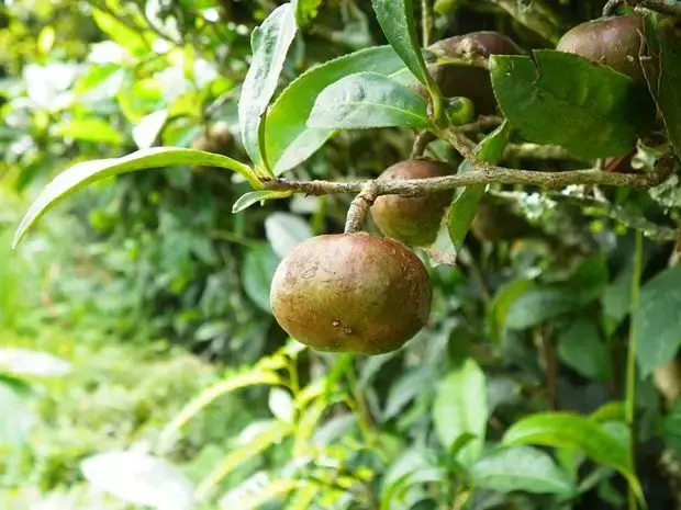 茶树的花、果实和种子 - 知乎