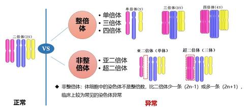 染色体数目异常包括整倍体和非整倍体,胎儿如果是整倍体通常会敛