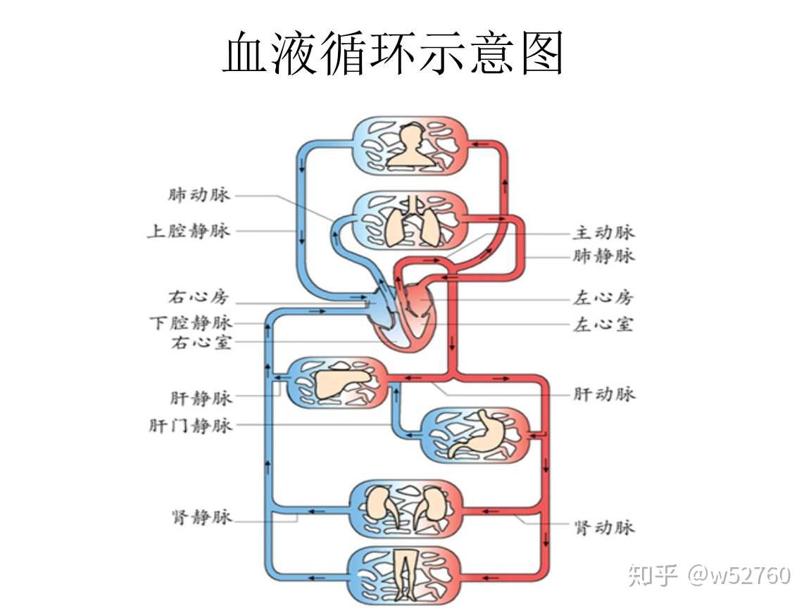 血液循环图设计图__医疗保健_生活百科_设计图库_昵图网nipic.com