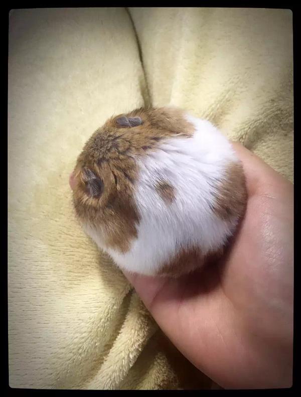 仓鼠可以胖到什么程度?