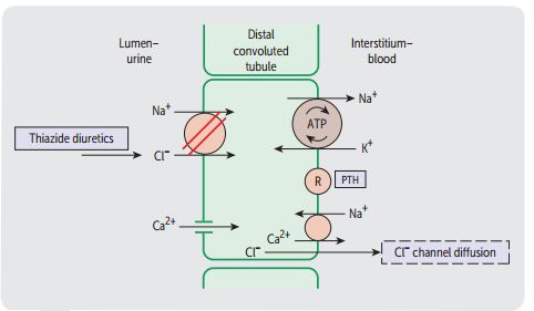 为什么袢利尿剂是导致低血钙而噻嗪类利尿剂为什么导致高血钙