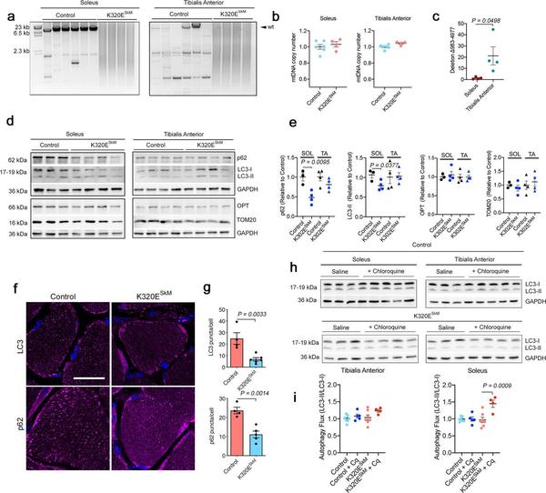 Nature Communications：线粒体有一种废物处理机制来去除突变的线粒体DNA - 知乎