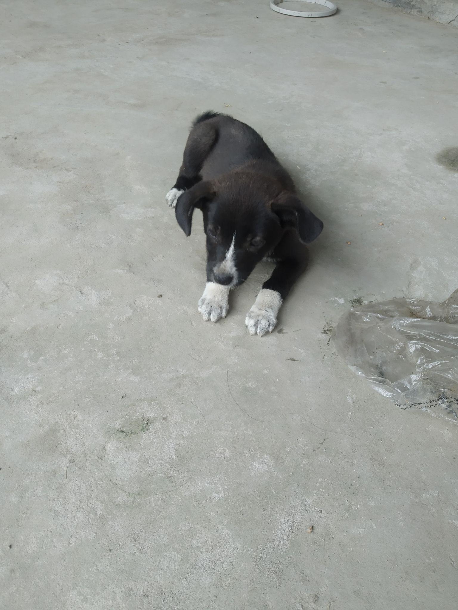 怎么看小狗是男生还是女生 v2-cf4eafcee48f6775e0bc4f24dcbfb995_r.jpg