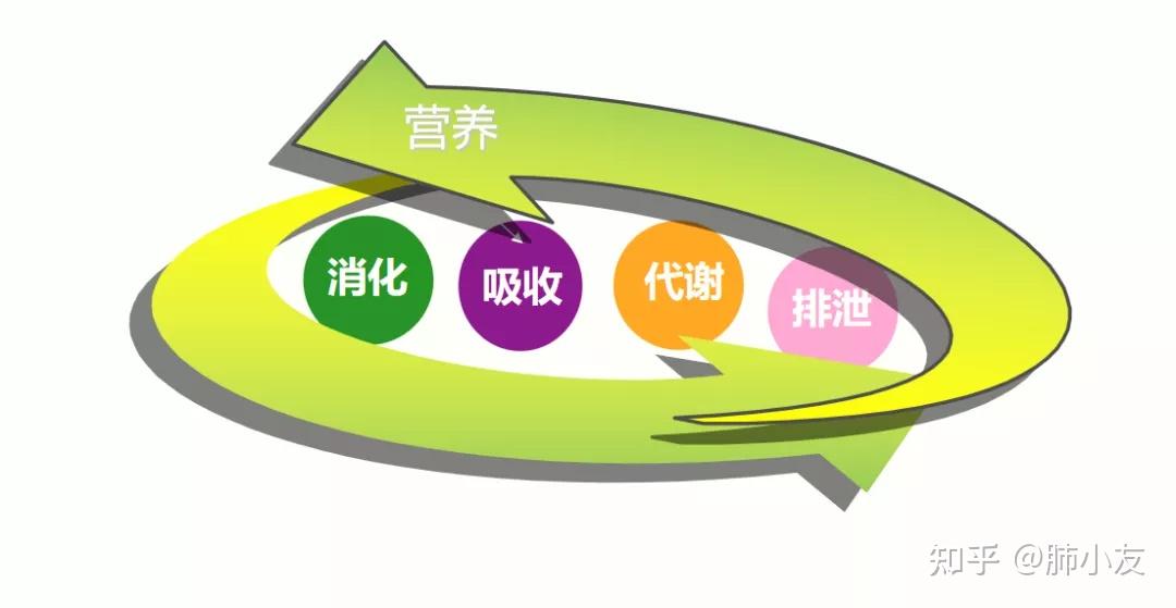 需要大家了解几个营养及营养素的基本概念营养:是指人体为了维持正常