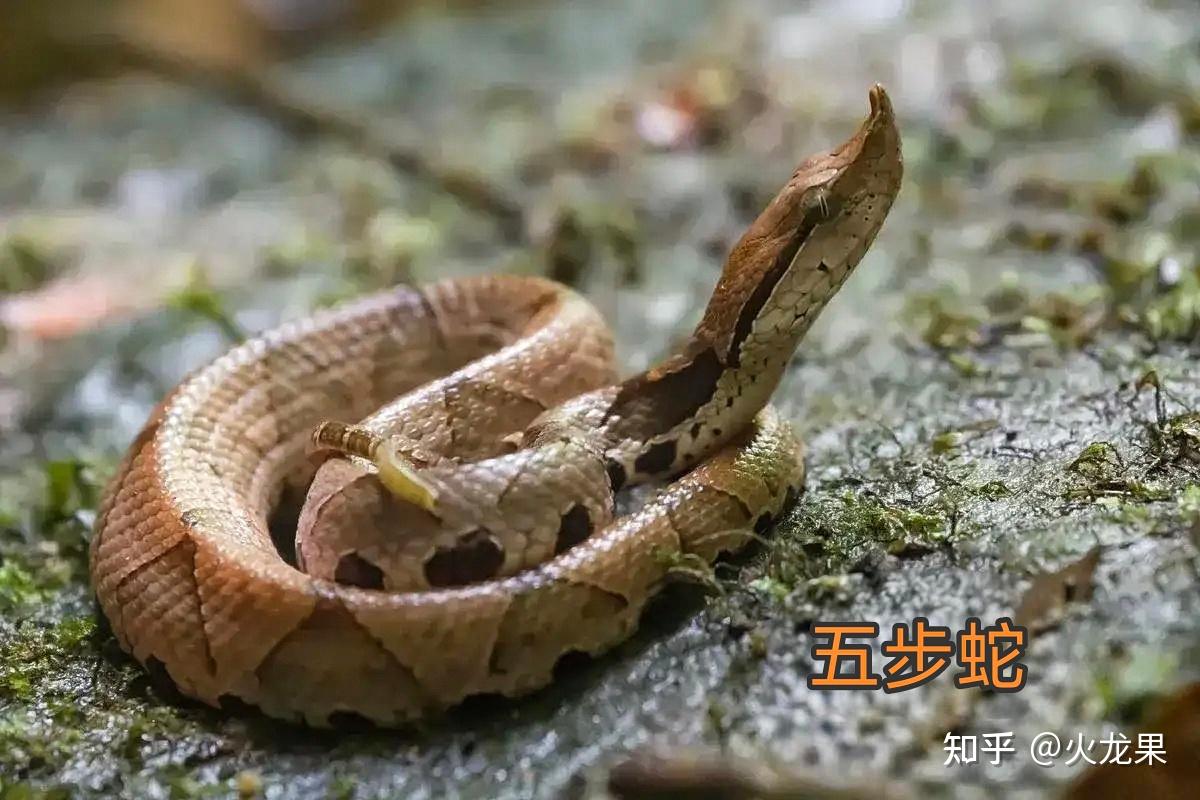 国内十大毒蛇你见过几种？😲 - 知乎